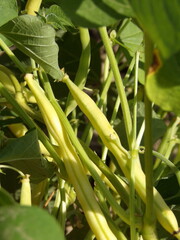 Zbliżenie na owoce fasolki szparagowej