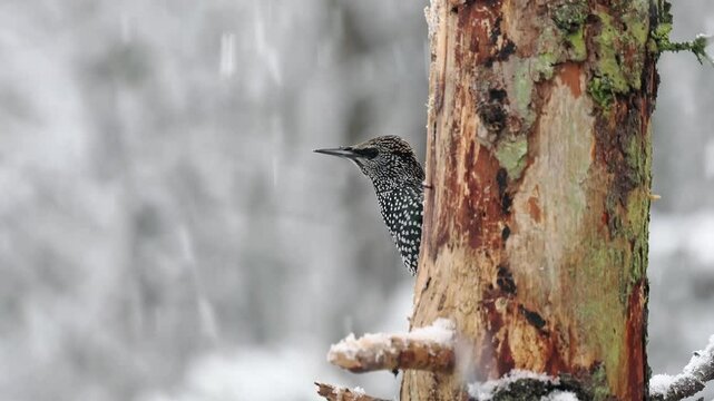 Star (Sturnus vulgaris)     