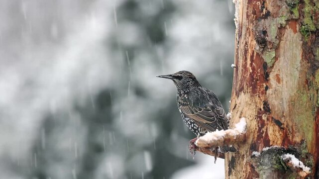 Star (Sturnus vulgaris)     