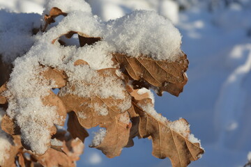 Beautiful oak branch with brown leaves on a background of snow, close-up