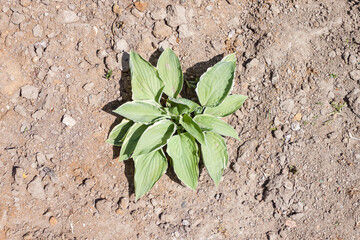 Green leaf Hosta in summer garden. (Hosta plantaginea)