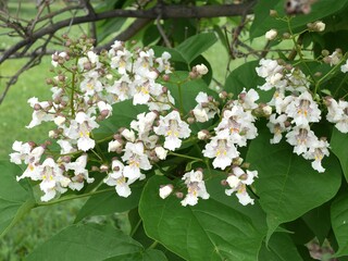 Western Catalpa tree flowers in spring, Colorado