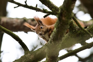 squirrel on a tree