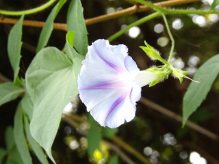 Zbliżenie na kwiat rośliny z gatunku wilec © Kumulugma