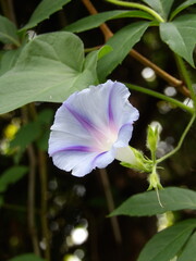 Zbliżenie na kwiat rośliny z gatunku wilec © Kumulugma