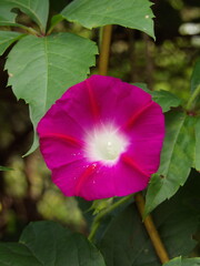 Zbliżenie na kwiat rośliny z gatunku wilec © Kumulugma