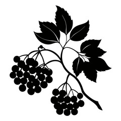 Obraz premium Elegant Elderberry Silhouette Vector Art