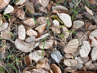 A pile of leaves on the ground with some green leaves in the middle