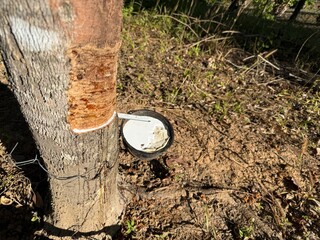 Harvesting rubber tapping on latex collection cup