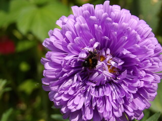 Zbliżenie na kwiat rośliny z gatunku aster