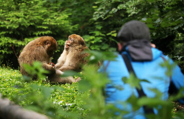 Obraz premium Zwei Berberaffen beim Shooting auf dem Affenberg Salem