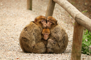 Kuschelzeit bei den Berberaffen