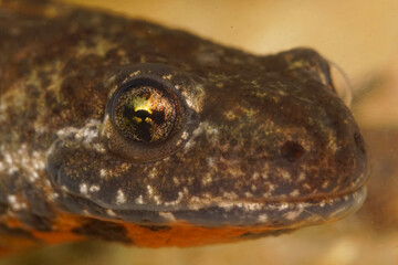 Extreme closeup on the head of a Burechs or Balkan crested newt, Triturus ivanbureschi