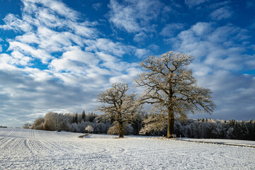 Zwei Eichen in verschneiter Landschaft bei warmer Nachmittagssonne Leutstetten - Starnberg