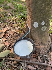 Harvesting rubber tapping on latex collection cup