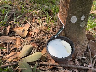 Harvesting rubber tapping on latex collection cup
