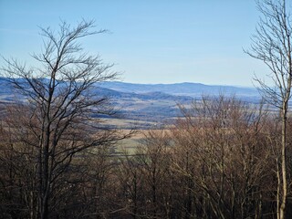 trees in the morning, tree in winter, mountains 