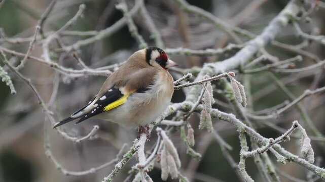 Stieglitz&nbsp;(Carduelis carduelis)       