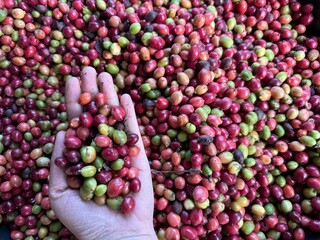hand holding a red coffee cherry