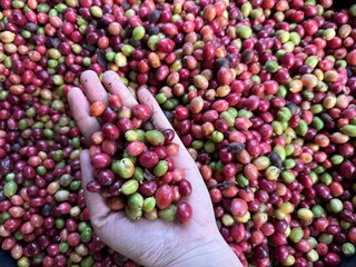 hand picker a fresh coffee cherry