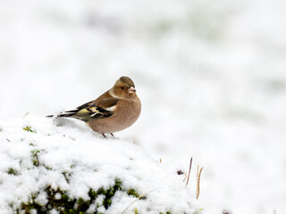 Buchfink (Fringilla coelebs)
