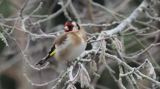 Stieglitz&nbsp;(Carduelis carduelis)       