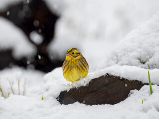 Goldammer (Emberiza citrinella)