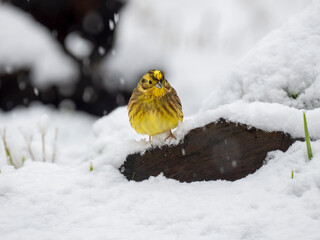 Goldammer (Emberiza citrinella)