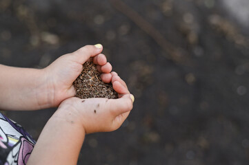 dill seeds in the palms close-up.