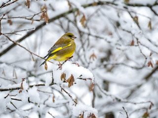 Grünfink (Chloris chloris)