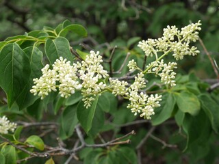 Japanese Tree Lilac flowers, Colorado