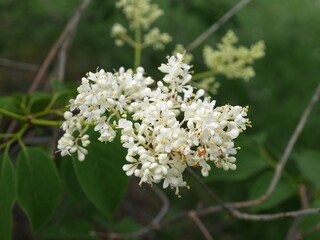 Japanese Tree Lilac flowers, Colorado