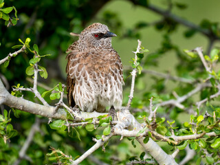 Weißbürzel-Drosselhäherling (Turdoides leucopygia), Braundrossling
