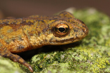 Fototapeta premium Closeup on the head of a terrestrial male Montadons newt, Lissotriton montandoni