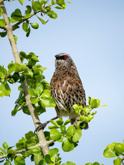 Weißbürzel-Drosselhäherling (Turdoides leucopygia), Braundrossling