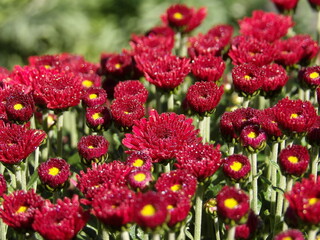 Zbliżenie na kwiaty czerwonej chryzantemy © Kumulugma