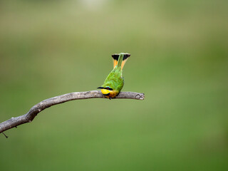 Zwergspint (Merops pusillus)