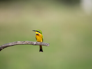 Zwergspint (Merops pusillus)