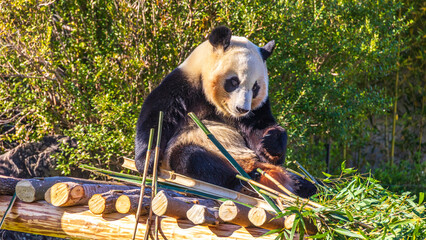 座り込むパンダ　動物園　和歌山