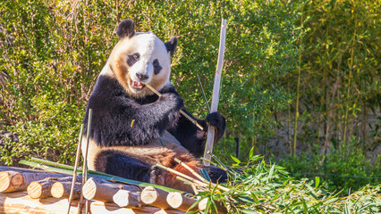 笹を食べるパンダ　動物園の人気者