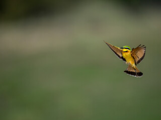 Zwergspint (Merops pusillus)