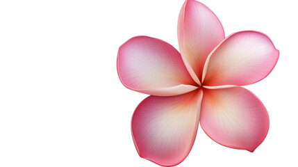 Fototapeta premium plumeria flower isolated on white transparent background