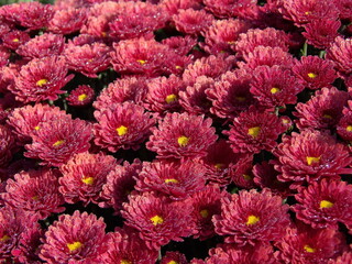 Zbliżenie na różowe kwiaty chryzantemy © Kumulugma