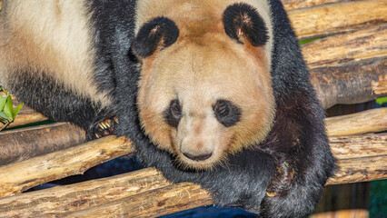 Pandas bathing in the morning sun at the zoo
