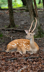 
Sika deer with beautiful antlers