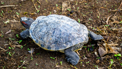 Fototapeta premium Red-eared slider (red-eared terrapin, Trachemys scripta elegans, Trachemys scripta). The red-eared slider is included in the list of the world's 100 most invasive species