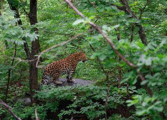 
Leopard in wild natural habitat