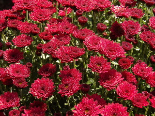 Zbliżenie na różowe kwiaty chryzantemy © Kumulugma