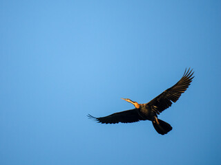 Afrika-Schlangenhalsvogel (Anhinga rufa)