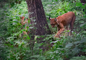 
Lynx walking in the forest